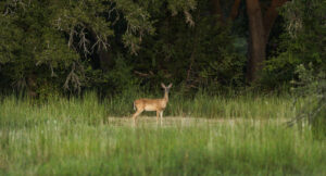 deer standing in a field at hawkins hope ranch